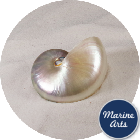 Nautilus Pearl Standard 7.5cm